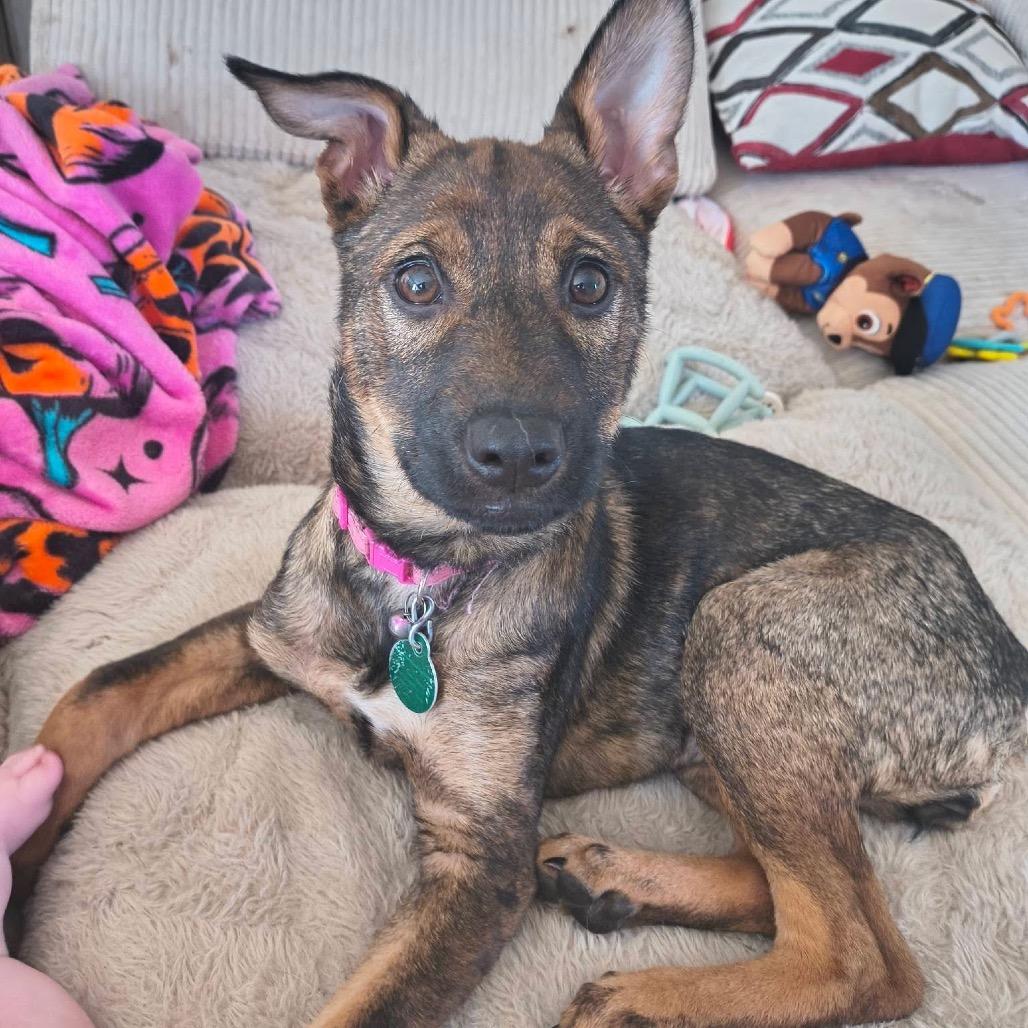 Enlarge Spatula, a Adoptable Mixed Breed in Minneapolis, MN image 5/6