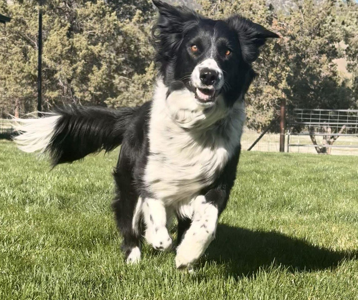 Enlarge Rueger, a ADOPTABLE Border Collie in Bend, OR image 5/5
