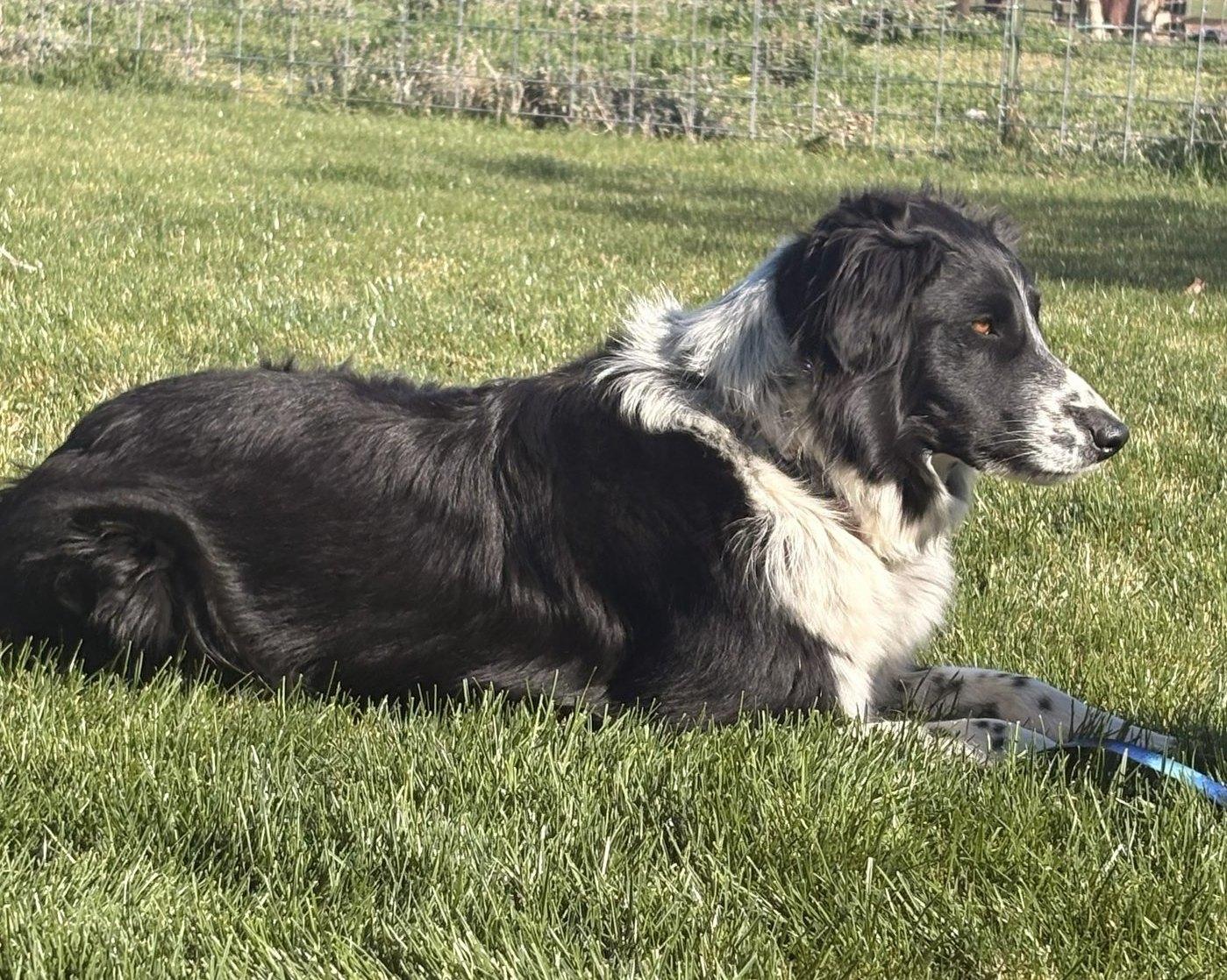 Enlarge Rueger, a ADOPTABLE Border Collie in Bend, OR image 3/5