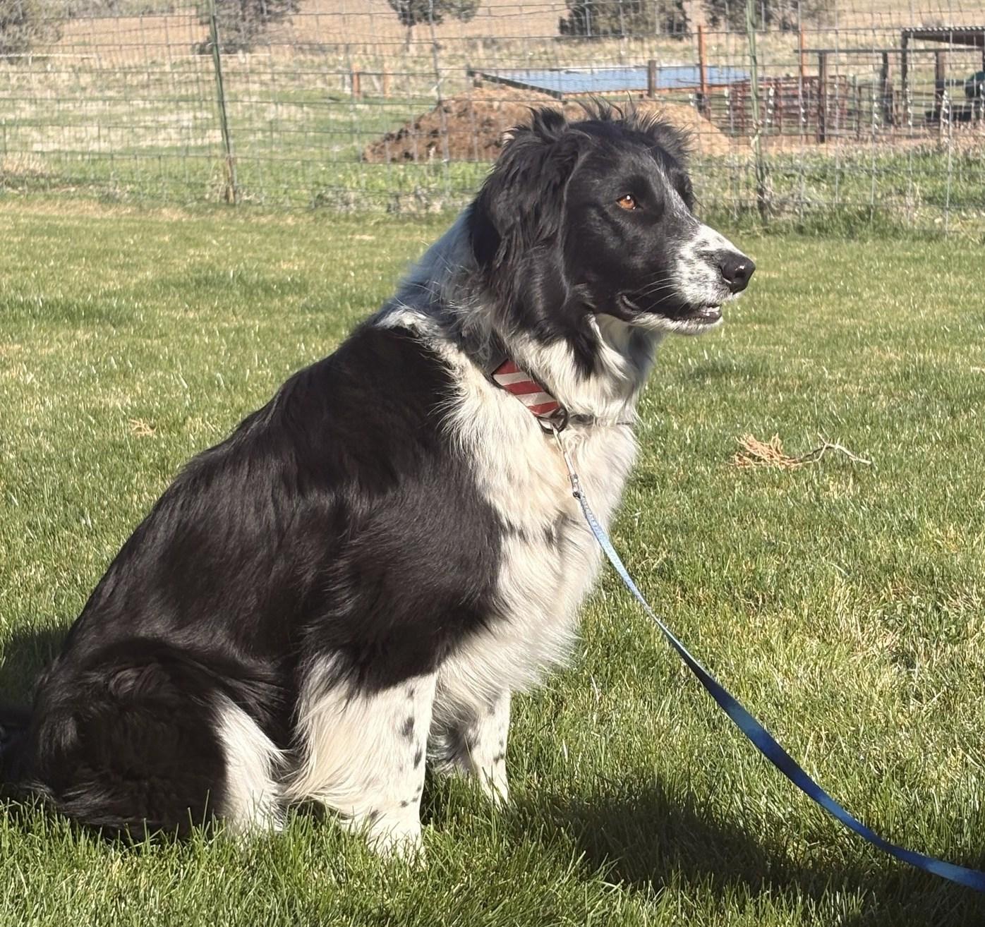Enlarge Rueger, a ADOPTABLE Border Collie in Bend, OR image 4/5