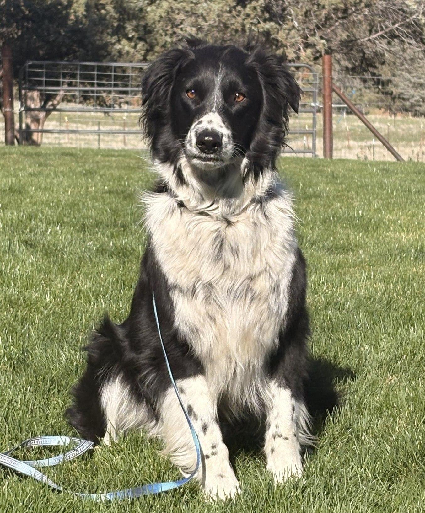 Rueger, ADOPTABLE, Young Male Border Collie.