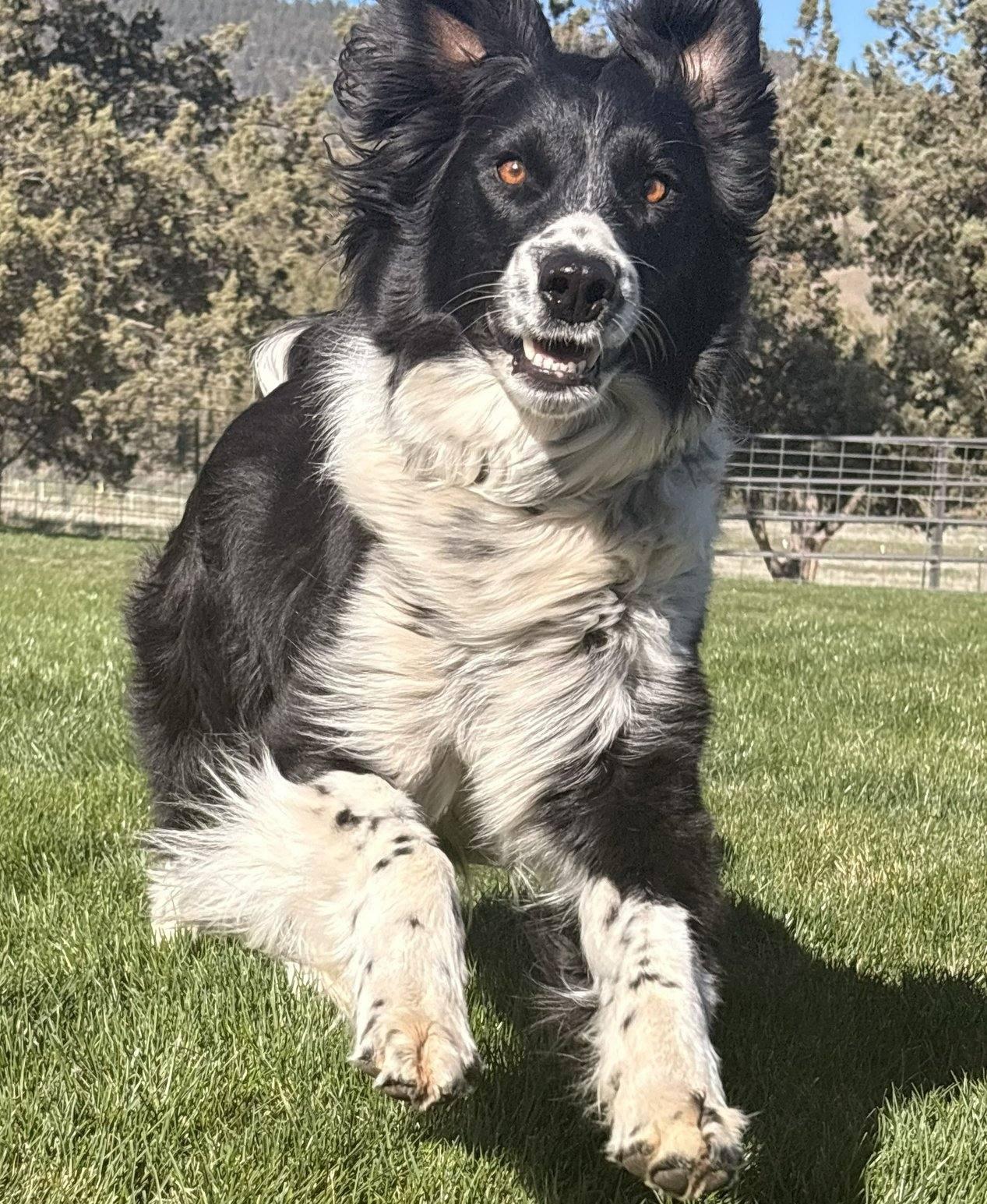 Rueger, ADOPTABLE, Young Male Border Collie.