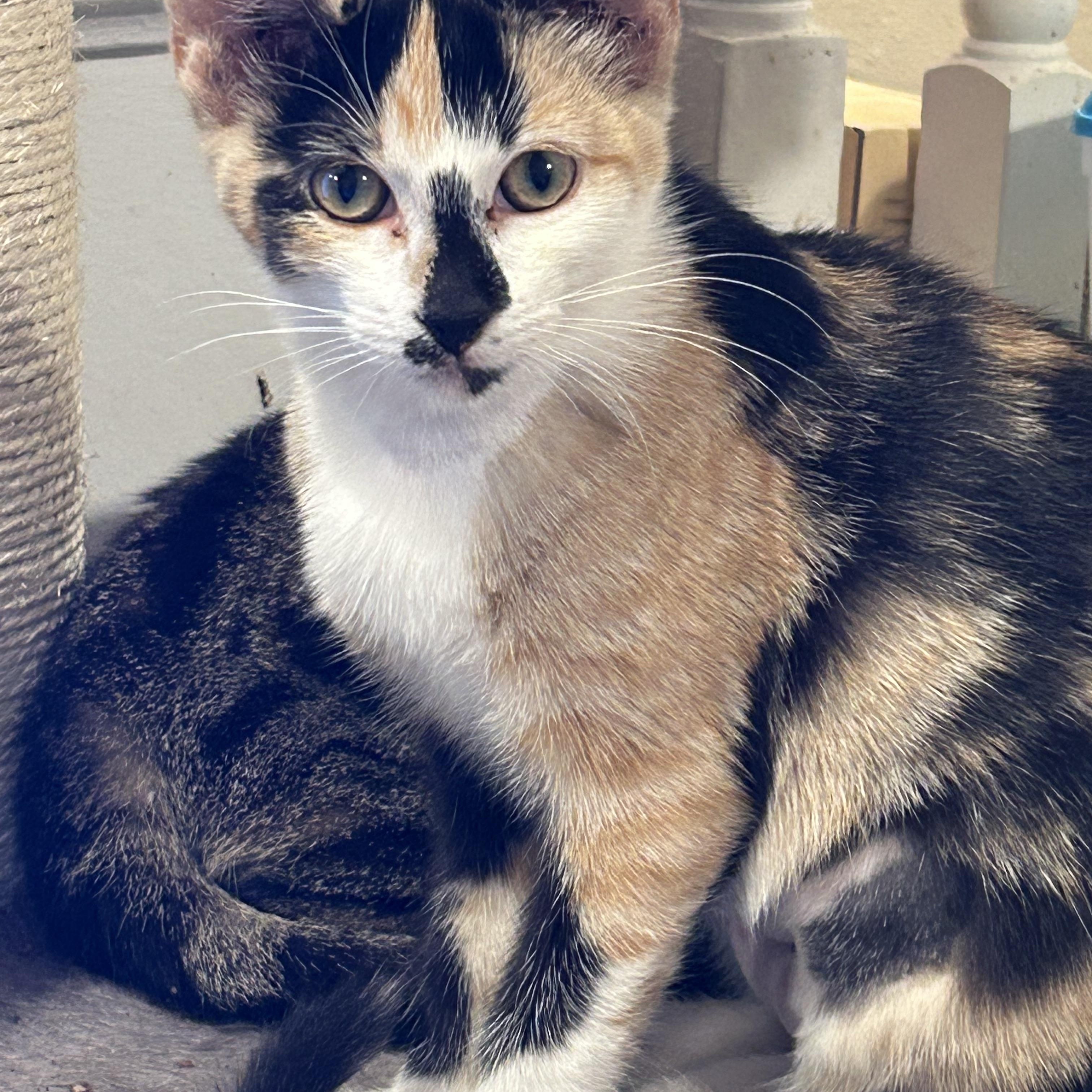 Daisy photo
