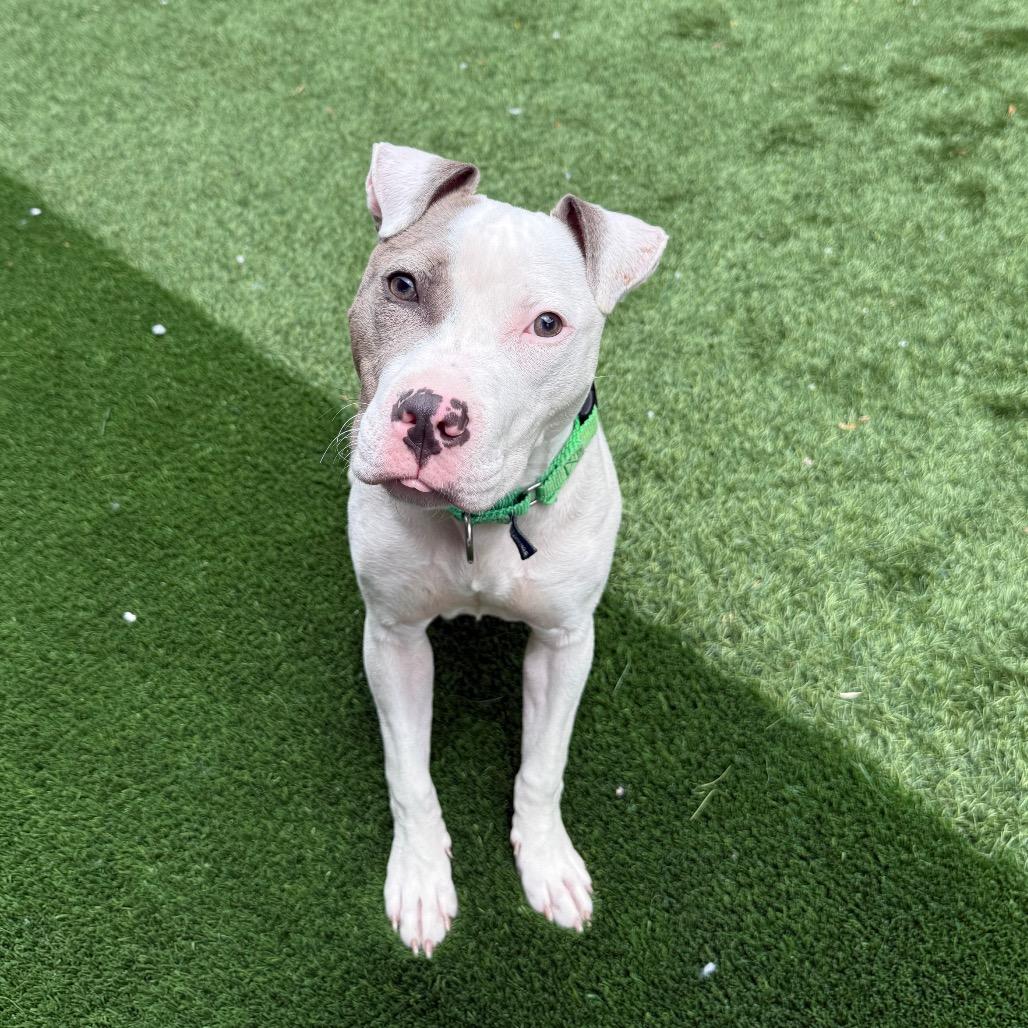 Dollop, Adoptable, Young Female Pit Bull Terrier.