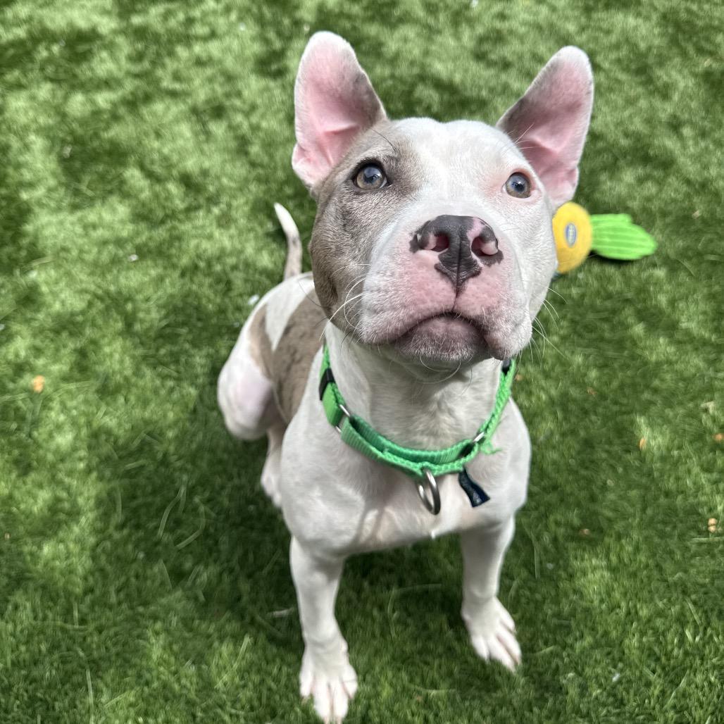 Enlarge Dollop, a Adoptable Pit Bull Terrier in Naperville, IL image 2/6