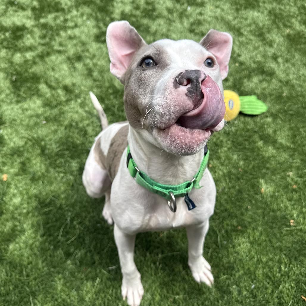 Enlarge Dollop, a Adoptable Pit Bull Terrier in Naperville, IL image 3/6