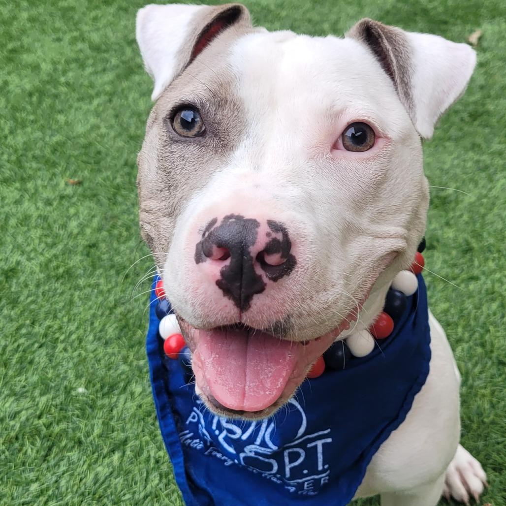 Enlarge Dollop, a Adoptable Pit Bull Terrier in Naperville, IL image 4/6