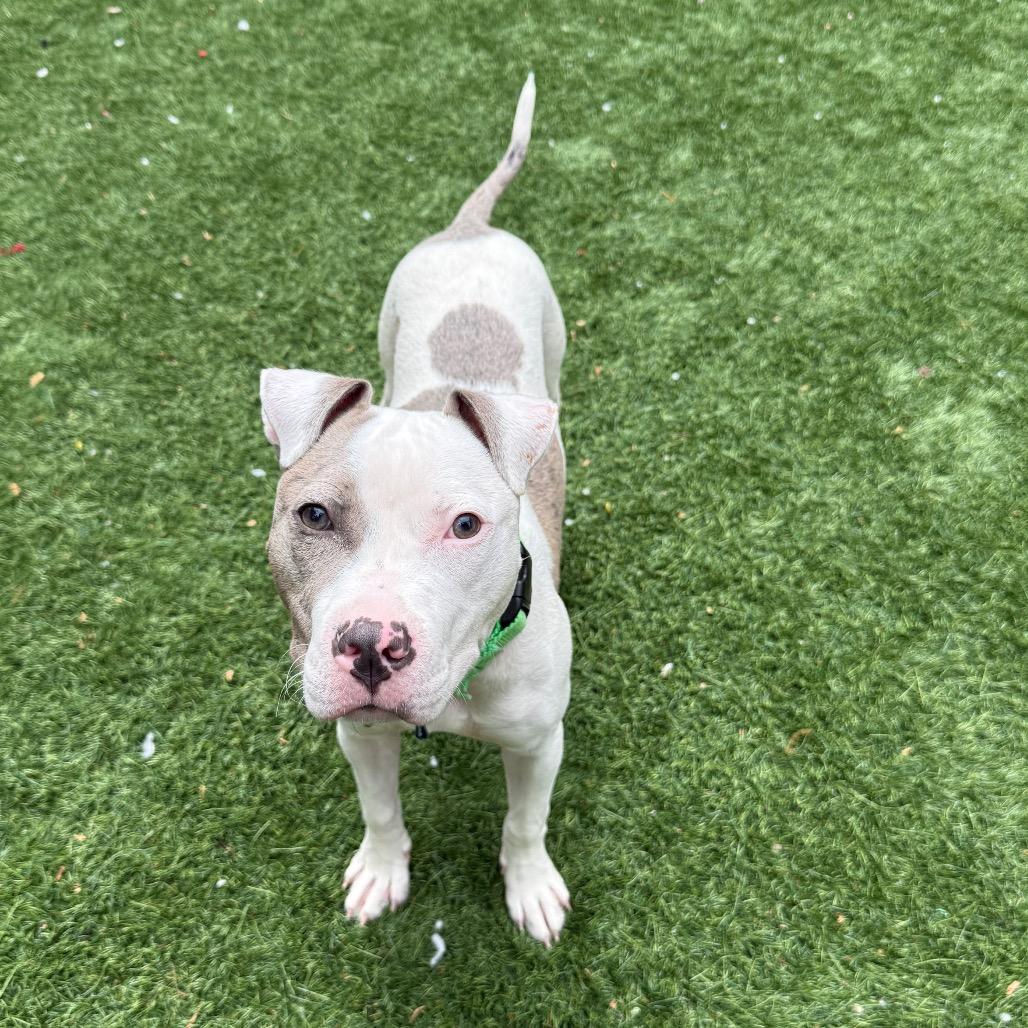 Enlarge Dollop, a Adoptable Pit Bull Terrier in Naperville, IL image 5/6