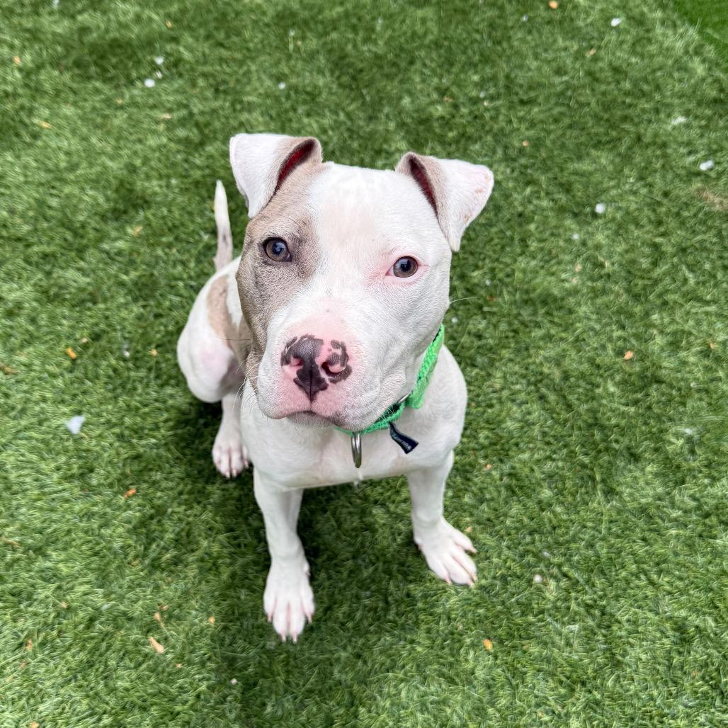Enlarge Dollop, a Adoptable Pit Bull Terrier in Naperville, IL image 6/6