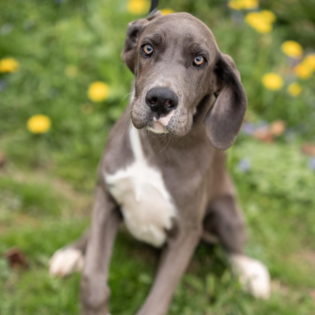 Sammy, ADOPTABLE, Young Male Great Dane.