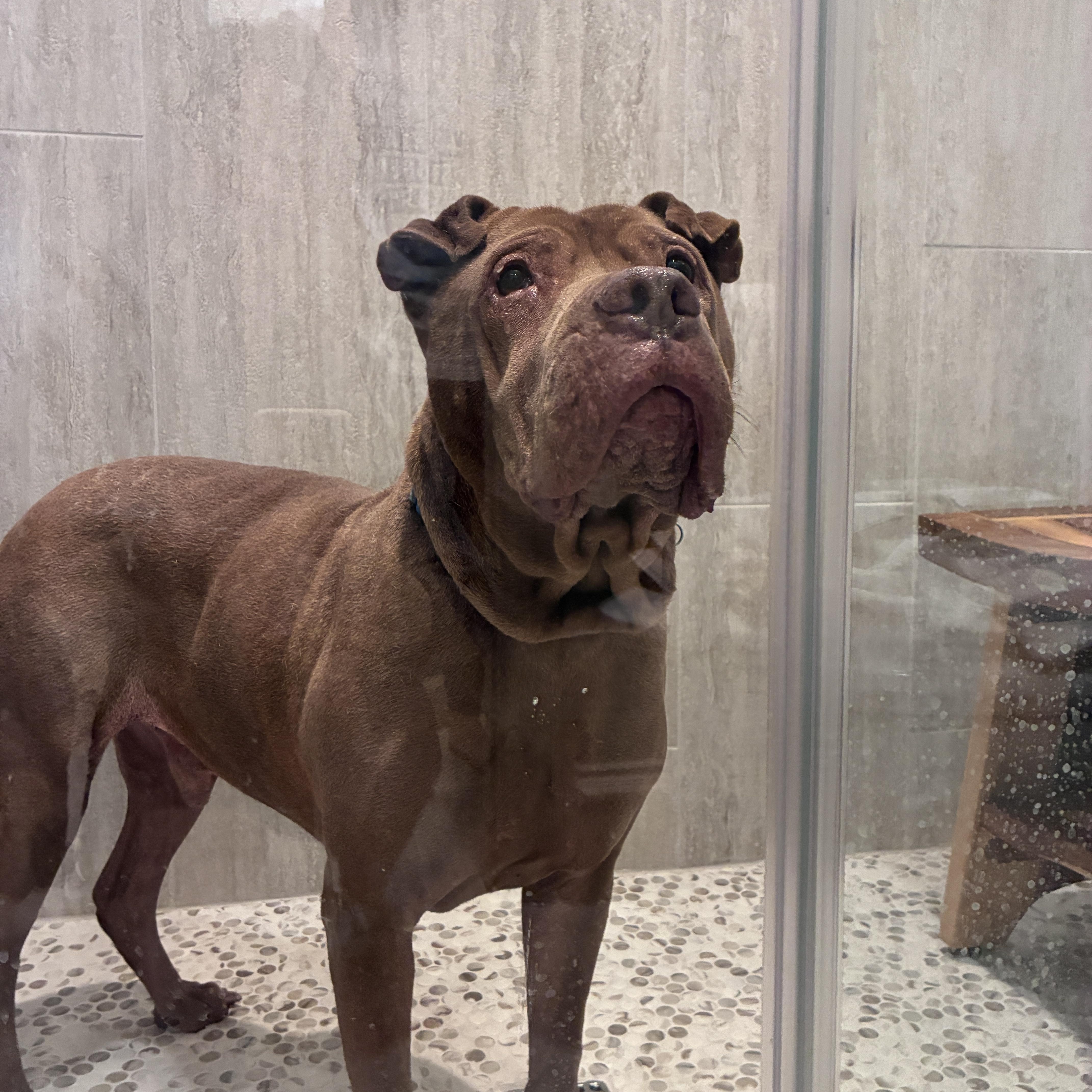 Enlarge Bobby, a Adoptable mixed breed in Carrollton, TX image 5/6