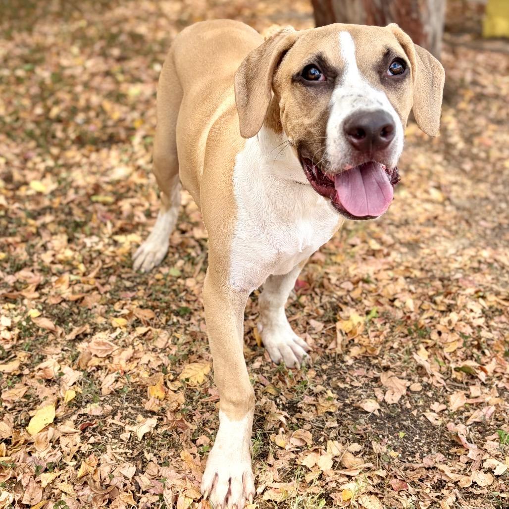 Butternut Squash 26-05-150, a Adoptable mixed breed in Bastrop, TX image 1/6