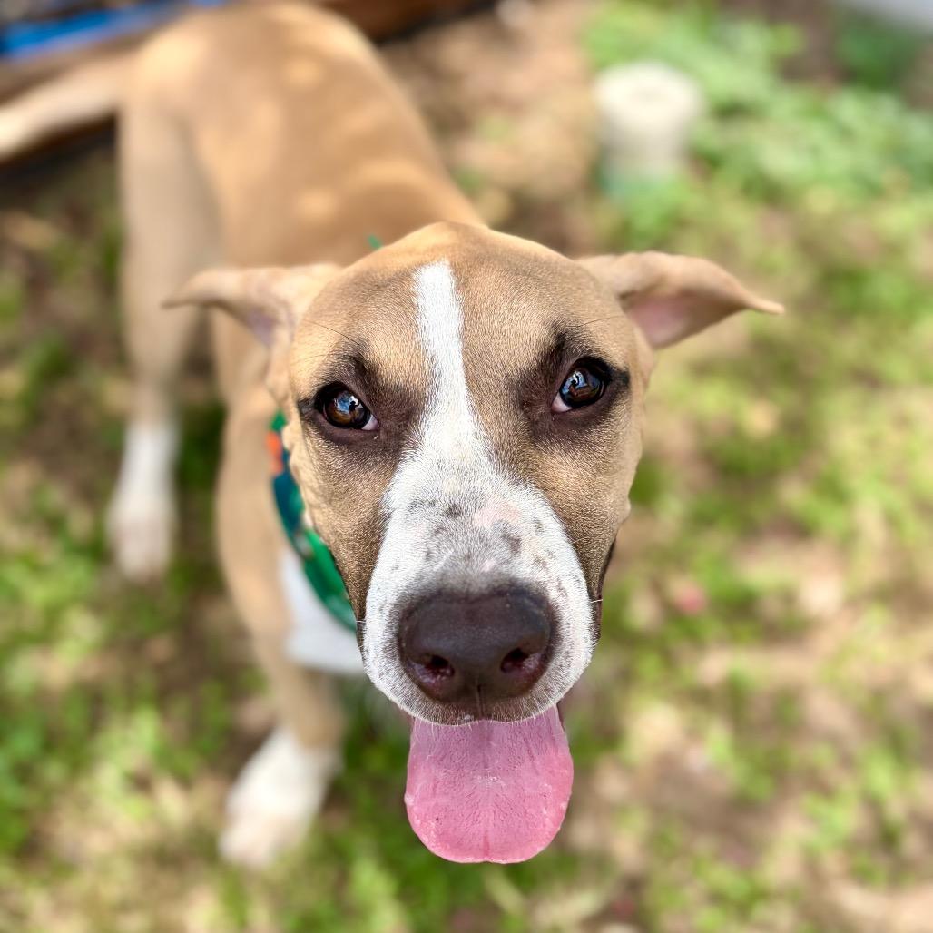 Butternut Squash 26-05-150, a Adoptable mixed breed in Bastrop, TX image 2/6