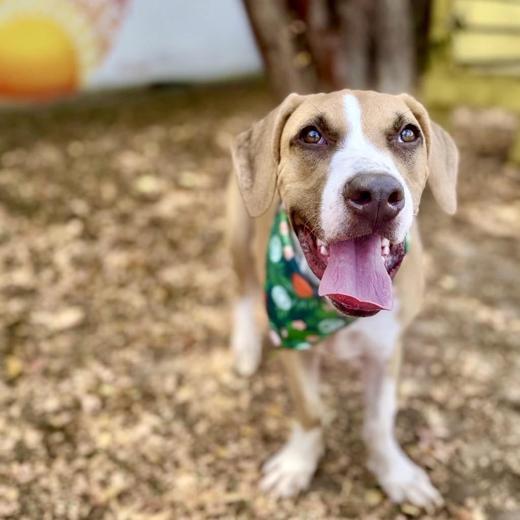 Butternut Squash 26-05-150, a Adoptable mixed breed in Bastrop, TX image 3/6