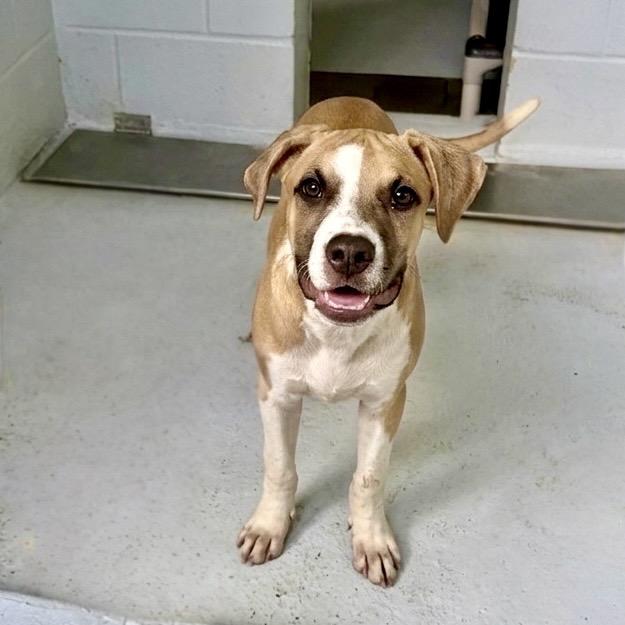 Butternut Squash 26-05-150, a Adoptable mixed breed in Bastrop, TX image 4/6