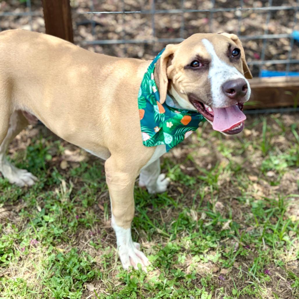 Butternut Squash 26-05-150, a Adoptable mixed breed in Bastrop, TX image 5/6