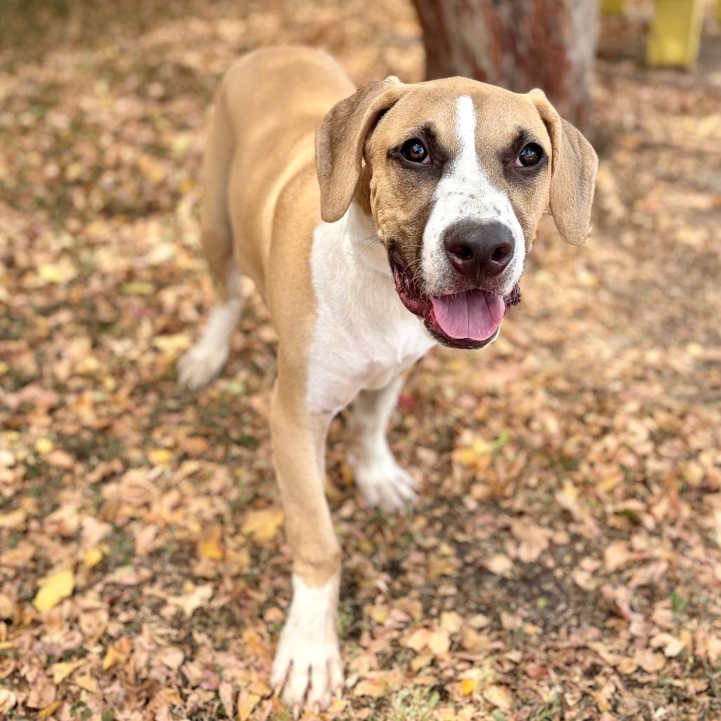 Butternut Squash 26-05-150, a Adoptable mixed breed in Bastrop, TX image 6/6