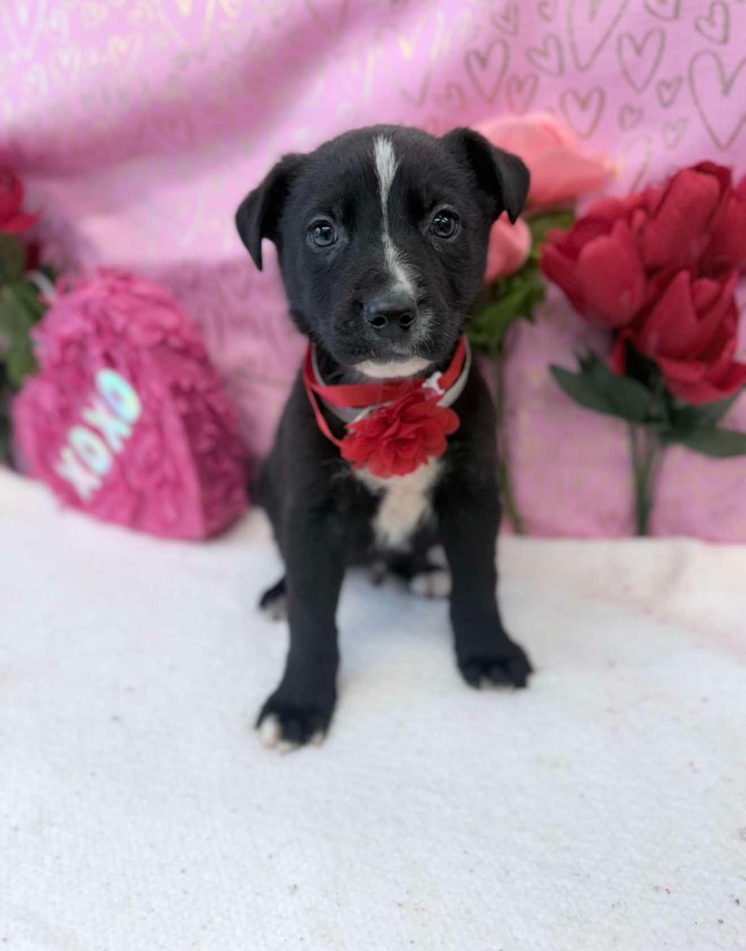 Enlarge Allan, a ADOPTABLE mixed breed in Littleton, CO image 1/1