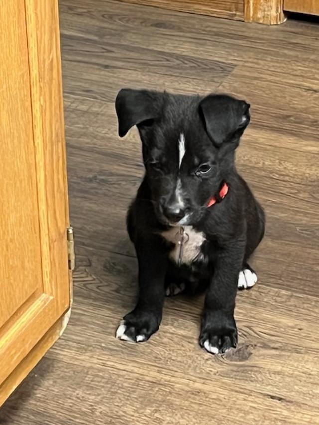 Enlarge Allan, an adopted mixed breed in Littleton, CO image 1/2