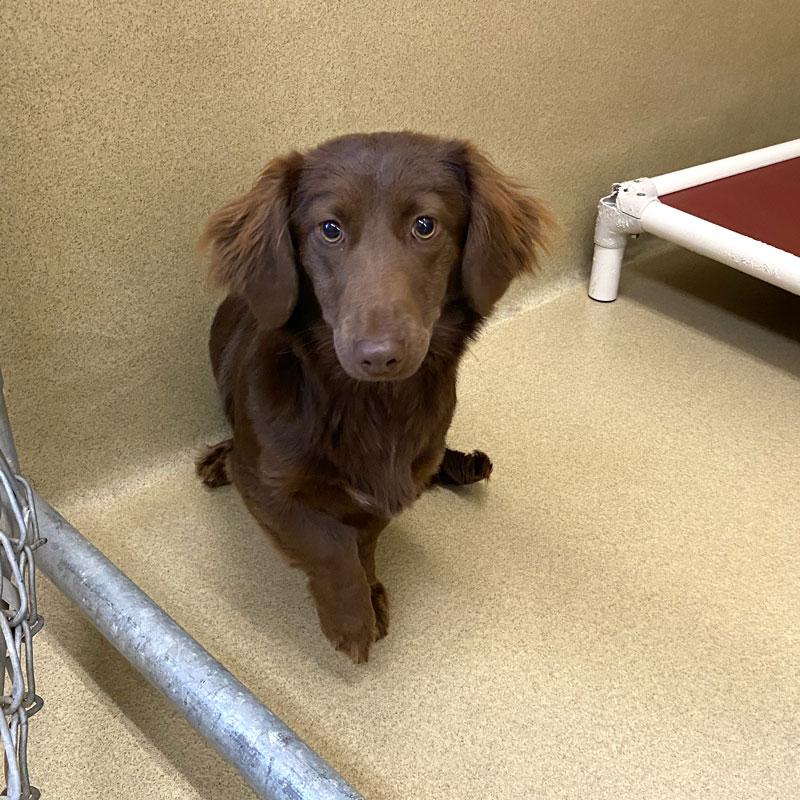 Cookie #22093, adopted, Young Female Dachshund.