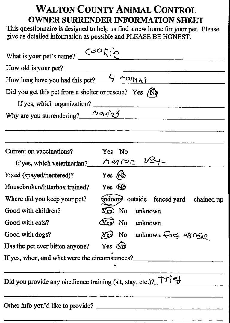 Enlarge Cookie #22093, an adopted mixed breed in Monroe, GA image 2/2