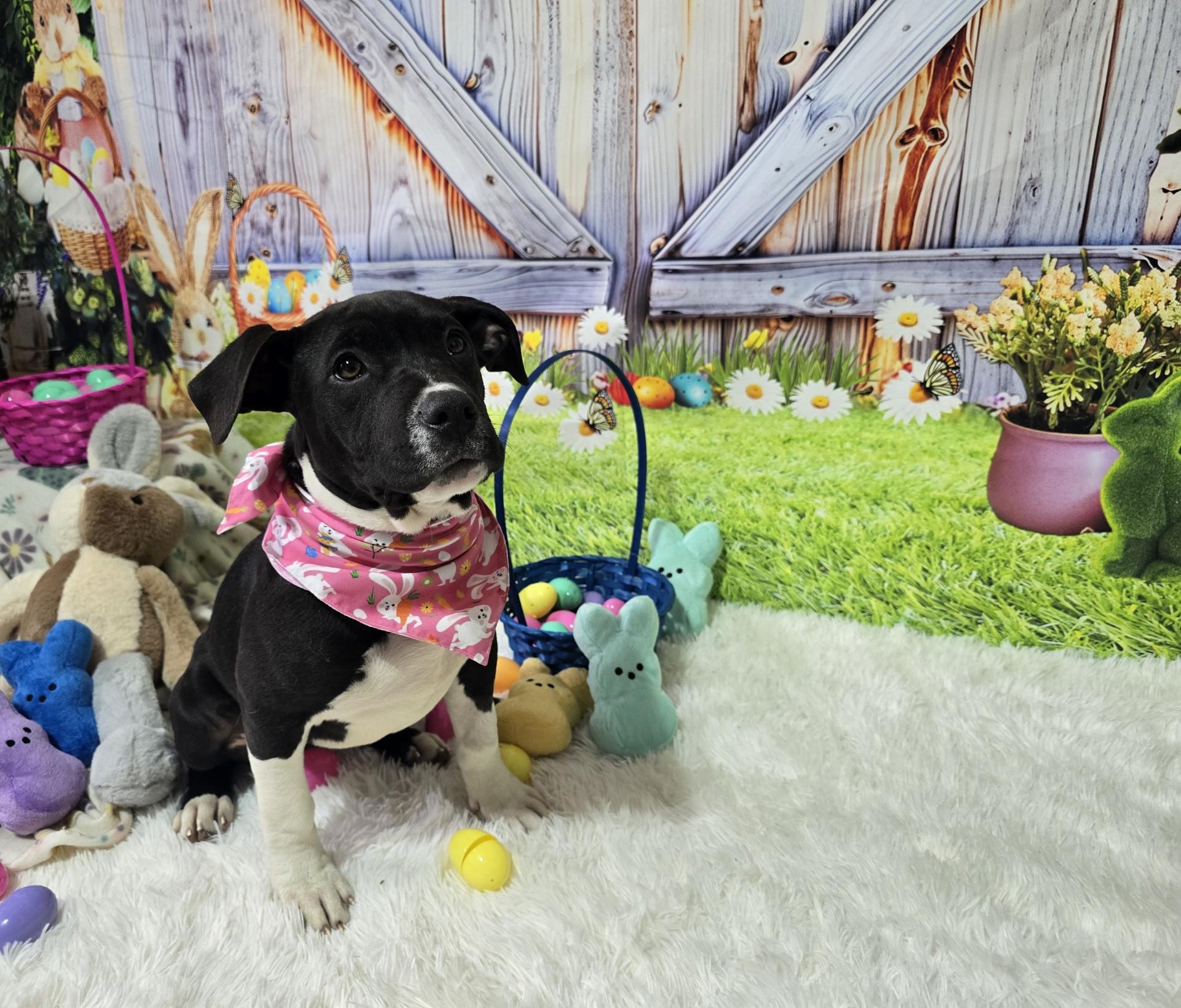 Venus, Adopted, Young Female Pit Bull Terrier & Cane Corso.