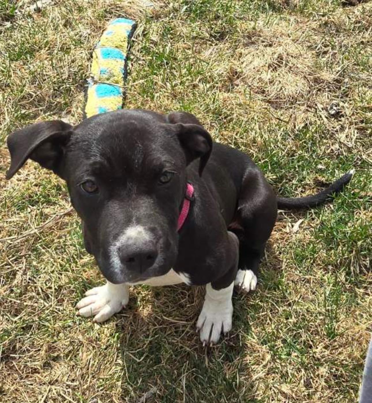 Venus, a Adopted mixed breed in Troy, MI image 5/6