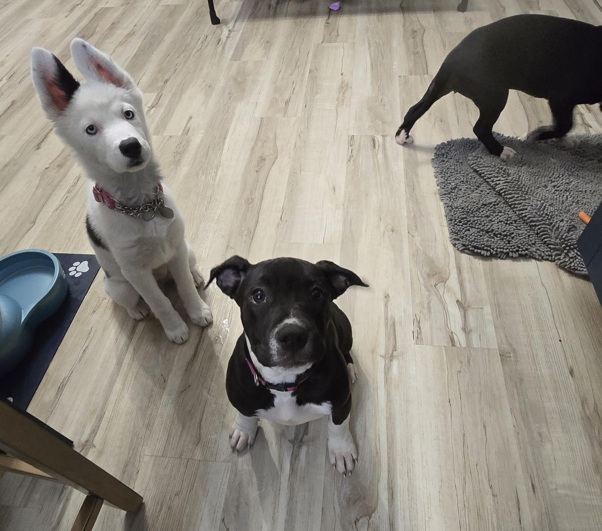 Venus, a Adopted mixed breed in Troy, MI image 6/6