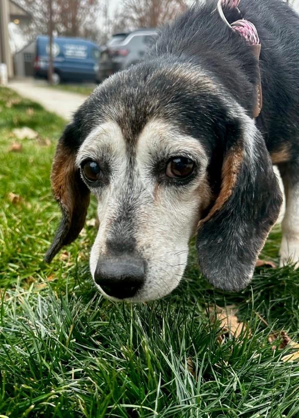 Enlarge Eleanor, a Adoptable mixed breed in Skillman, NJ image 1/1