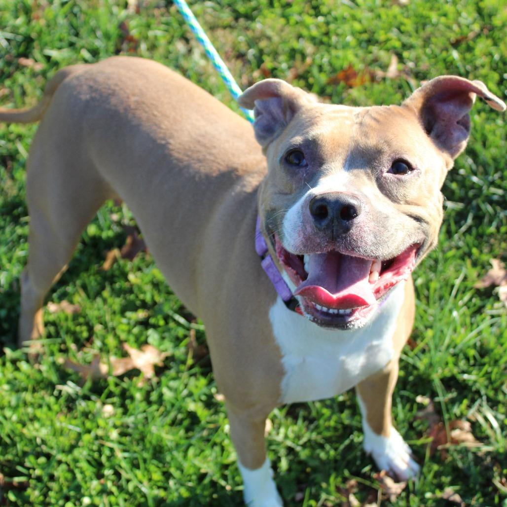 Alexander, Adoptable, Adult Male Mixed Breed.