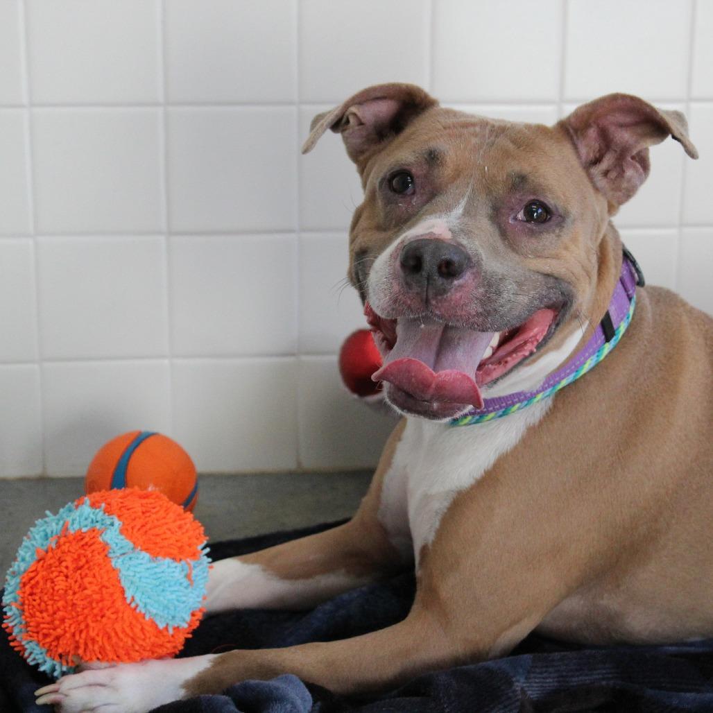 Enlarge Alexander, a Adoptable Mixed Breed in Melbourne, KY image 2/6