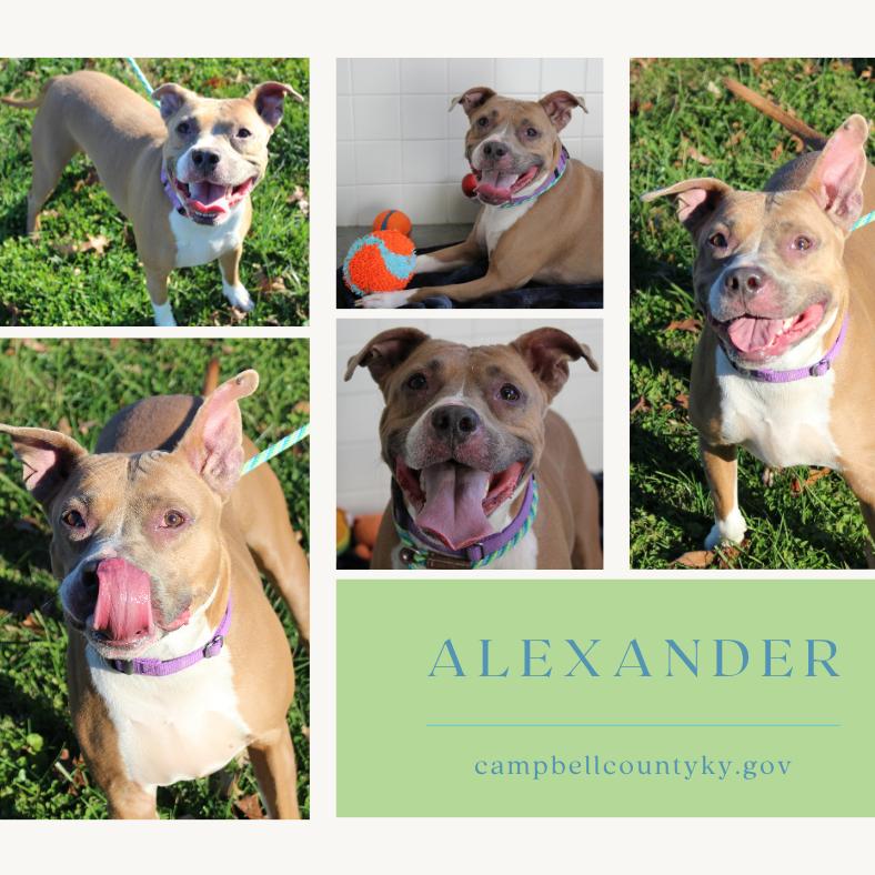 Enlarge Alexander, a Adoptable Mixed Breed in Melbourne, KY image 3/6