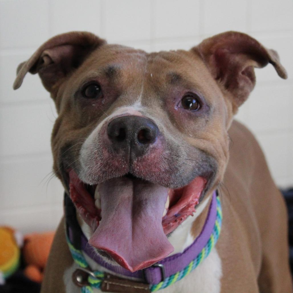 Enlarge Alexander, a Adoptable Mixed Breed in Melbourne, KY image 4/6