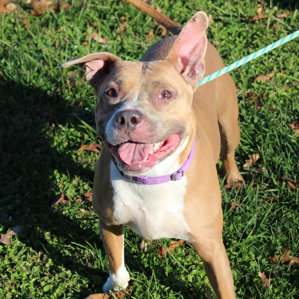 Enlarge Alexander, a Adoptable Mixed Breed in Melbourne, KY image 5/6