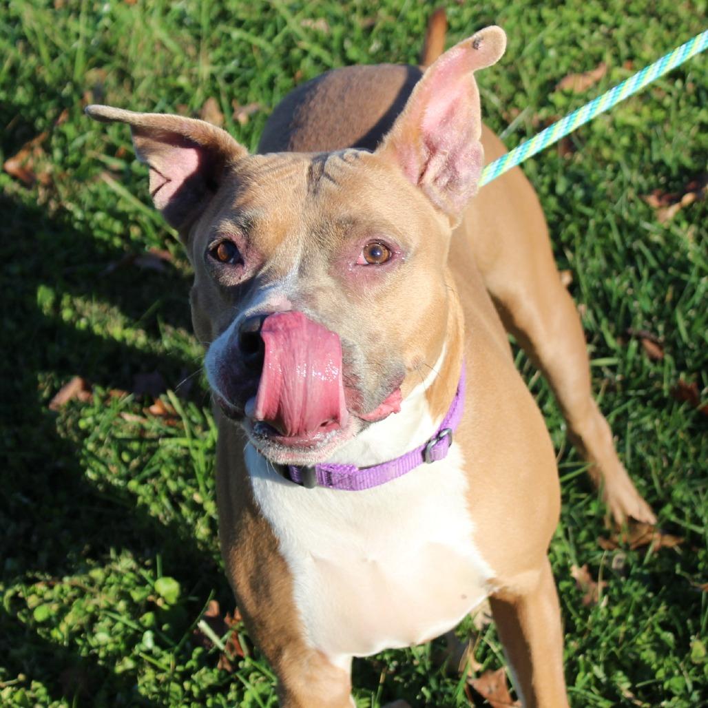 Enlarge Alexander, a Adoptable Mixed Breed in Melbourne, KY image 6/6