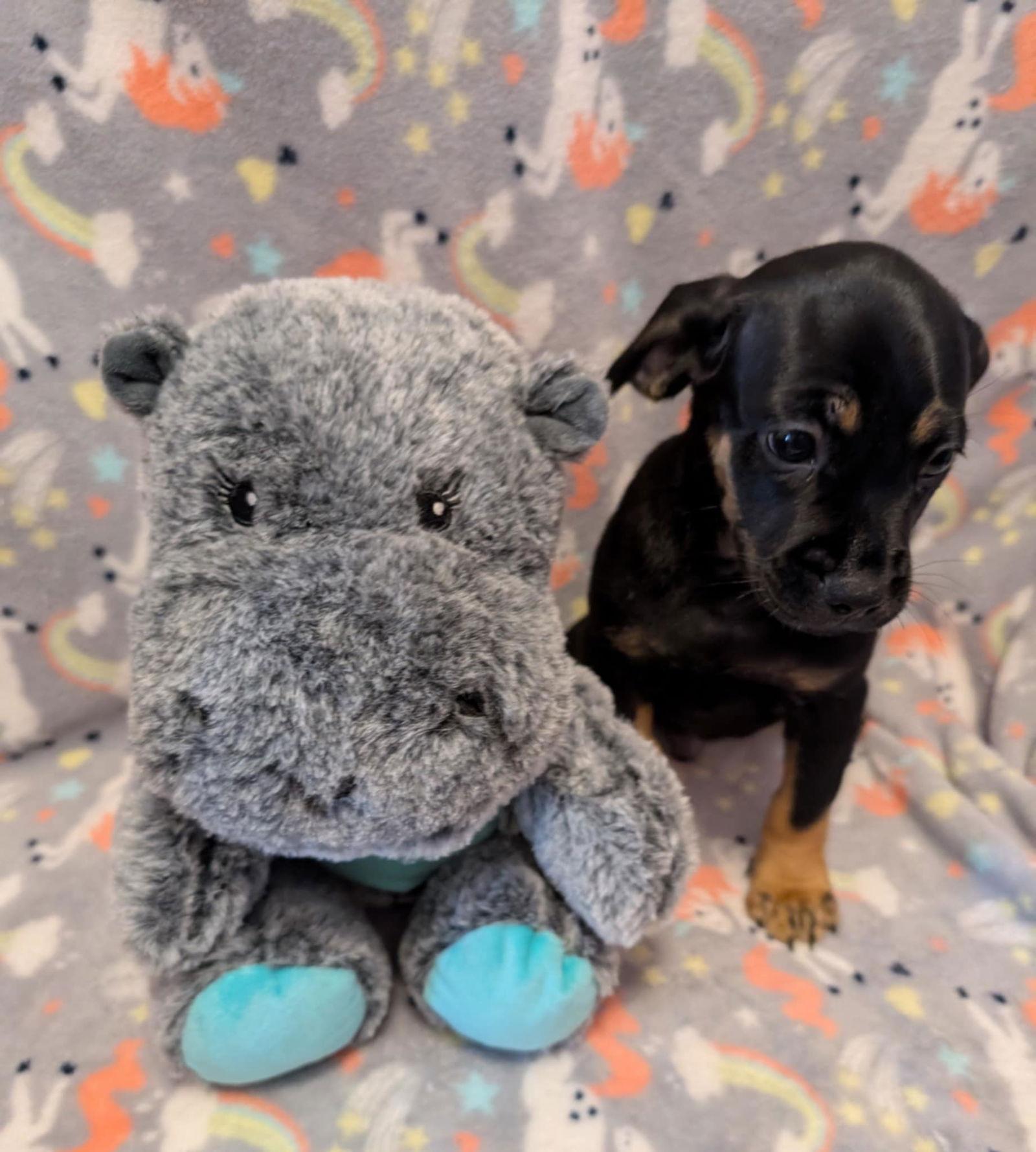 Craig, Adopted, Young Male Pug & Beagle.