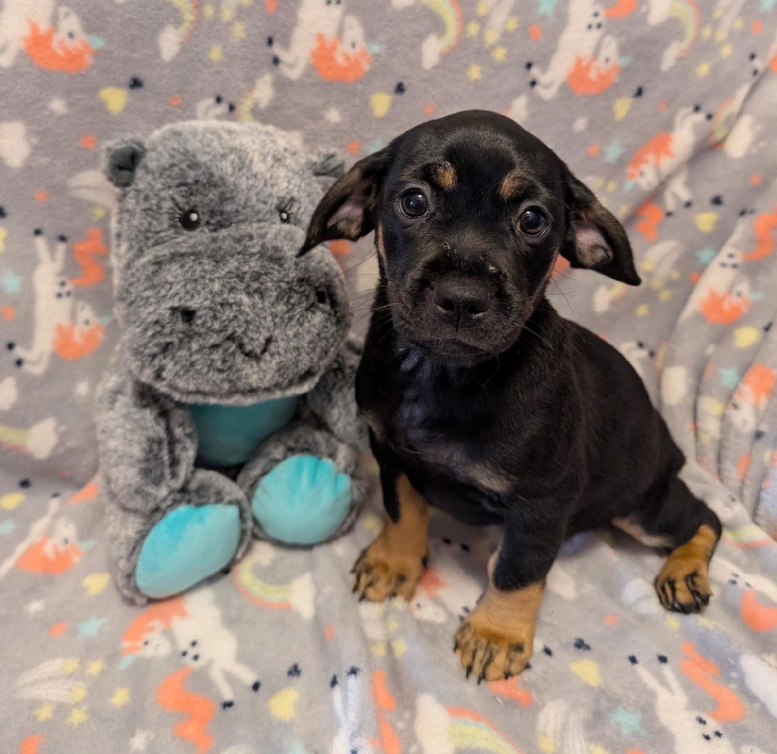 Enlarge Craig, a Adopted mixed breed in Tucson, AZ image 2/3