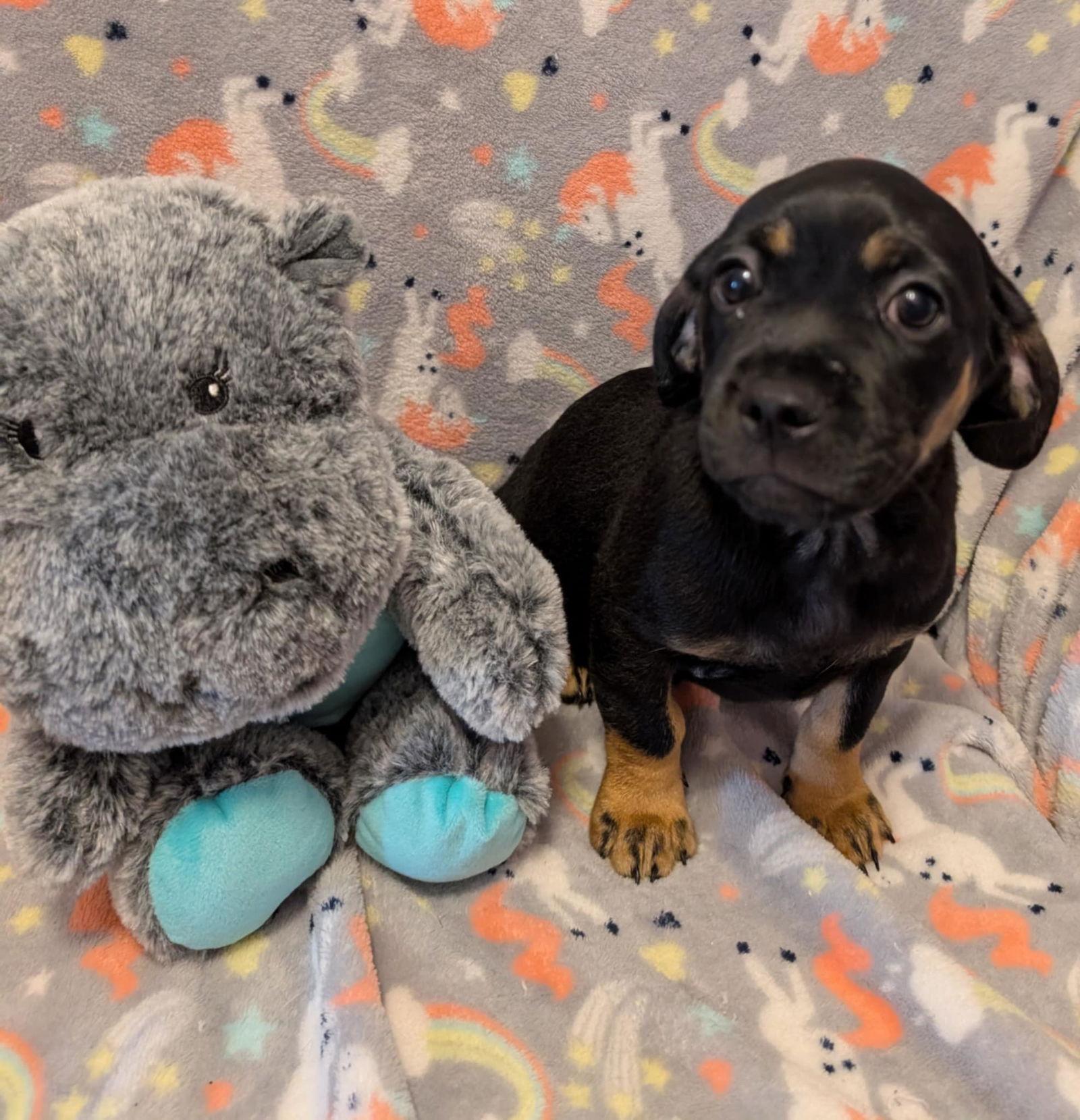 Enlarge Craig, a Adopted mixed breed in Tucson, AZ image 3/3