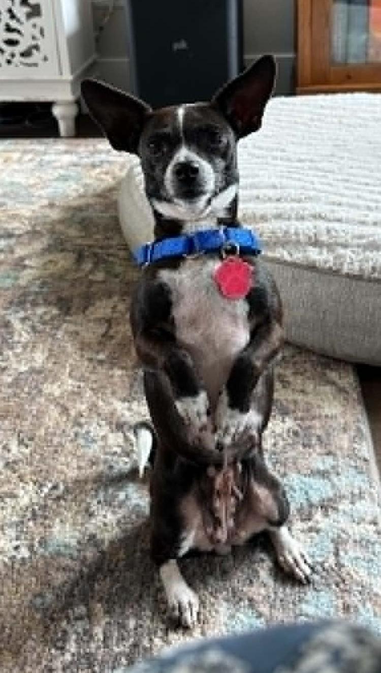 Enlarge Nina, a ADOPTABLE mixed breed in Eugene, OR image 5/6
