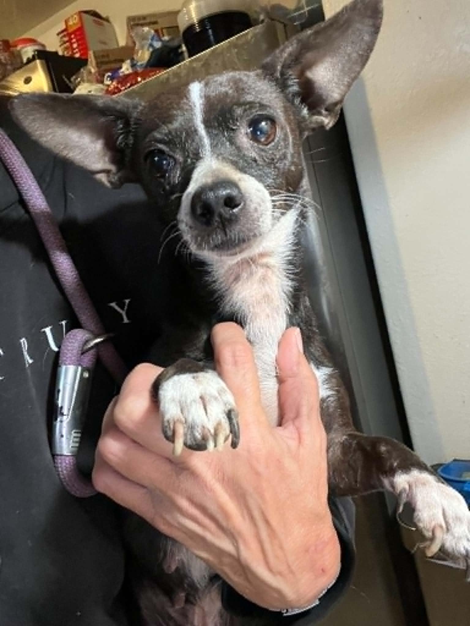 Enlarge Nina, a ADOPTABLE mixed breed in Eugene, OR image 2/6
