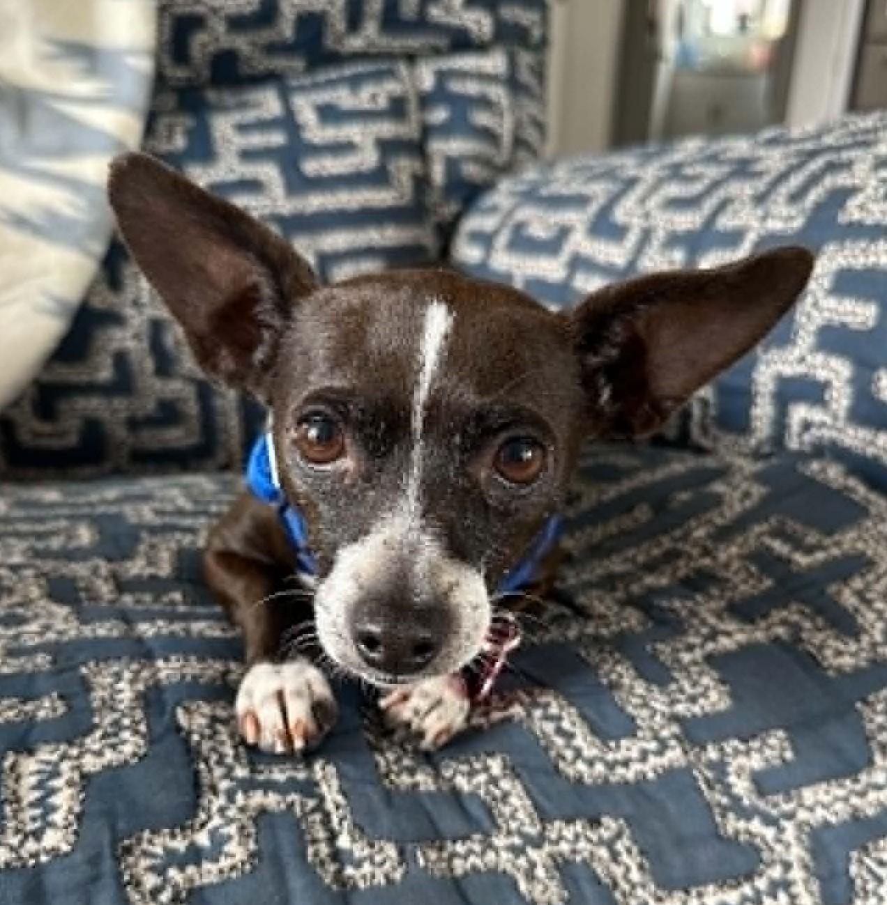 Enlarge Nina, a ADOPTABLE mixed breed in Eugene, OR image 1/6