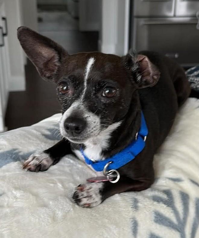 Enlarge Nina, a ADOPTABLE mixed breed in Eugene, OR image 4/6