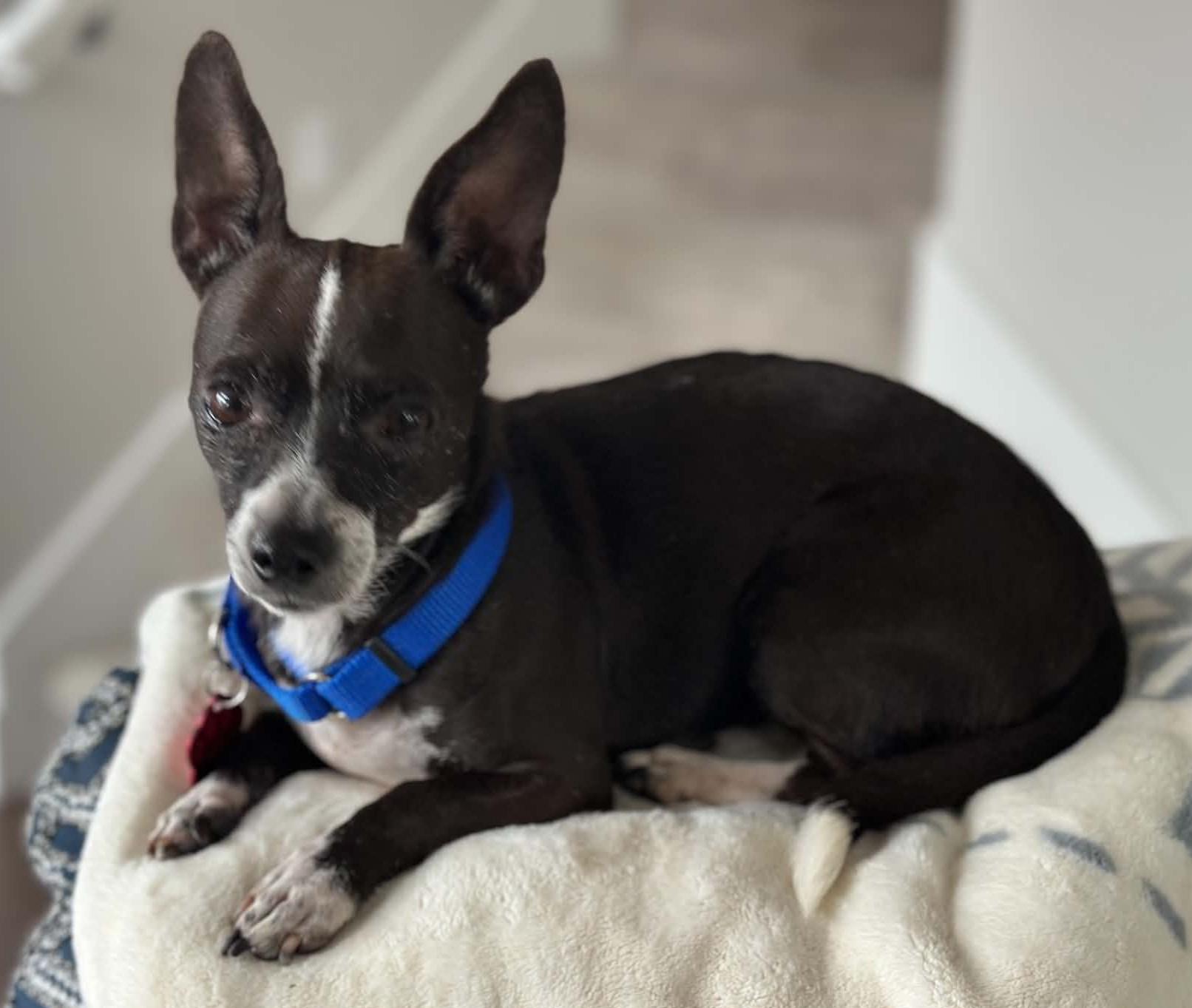 Enlarge Nina, a ADOPTABLE mixed breed in Eugene, OR image 6/6