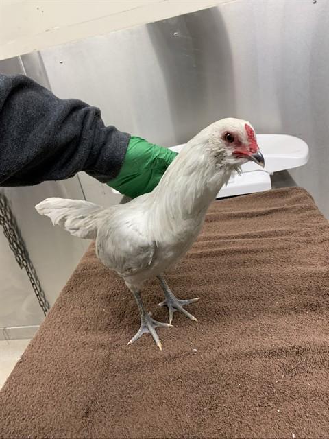 TOM, Adoptable, Baby Male Chicken.