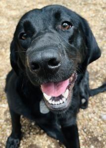 Jenna, Adoptable, Young Female Labrador Retriever.