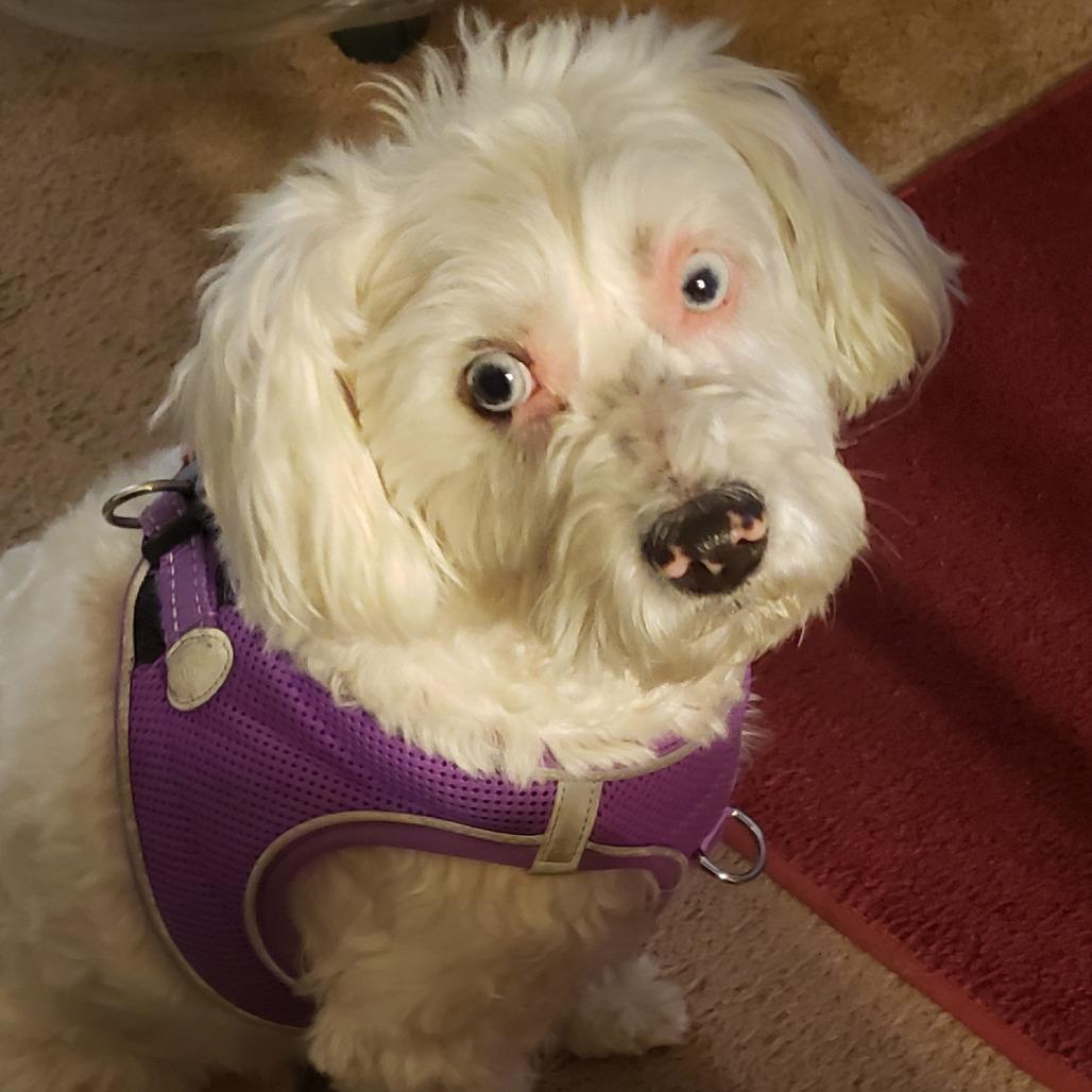 Penny Sue, a Adoptable Poodle in St. Peters, MO image 1/5