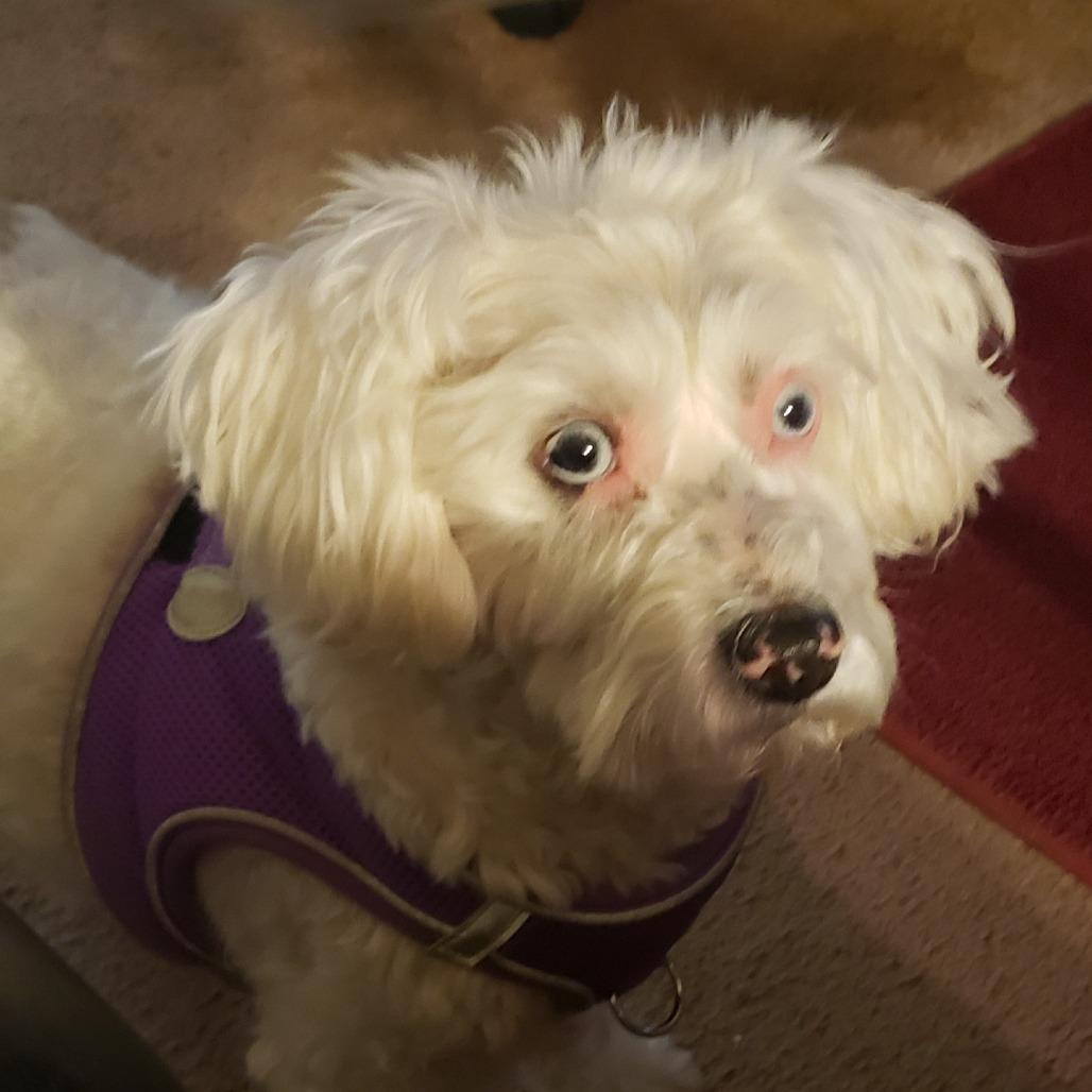 Penny Sue, a Adoptable Poodle in St. Peters, MO image 2/5