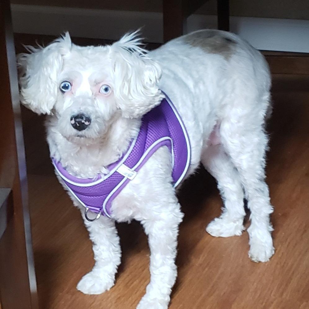 Penny Sue, Adoptable, Adult Female Poodle.