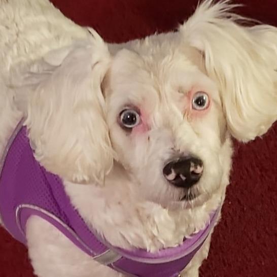 Penny Sue, a Adoptable Poodle in St. Peters, MO image 2/2