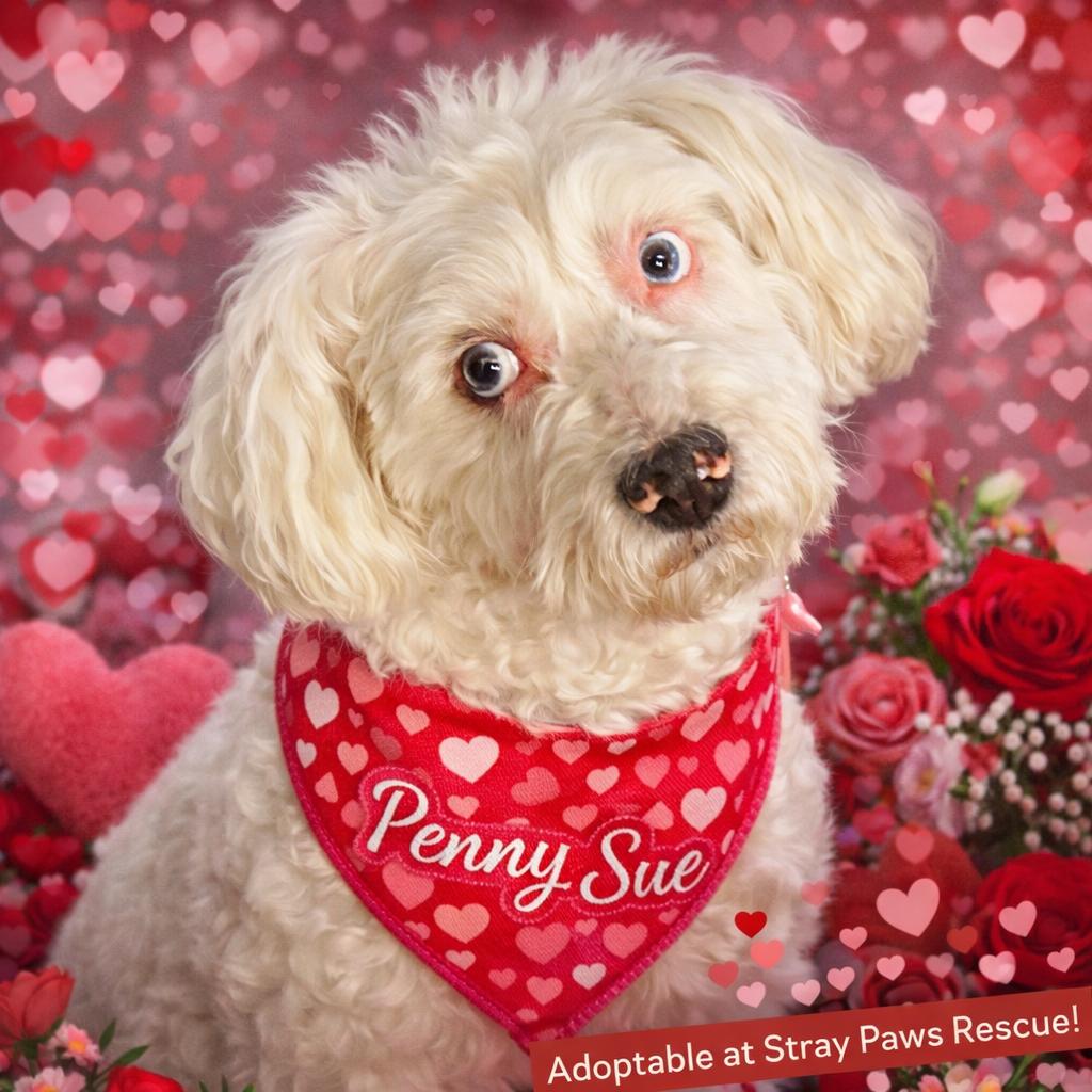 Penny Sue, a Adoptable Poodle in St. Peters, MO image 5/5